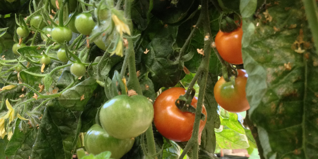 Trusses of flowers/fruit on Irish Gardeners Delight tomato plants, with some ripening.